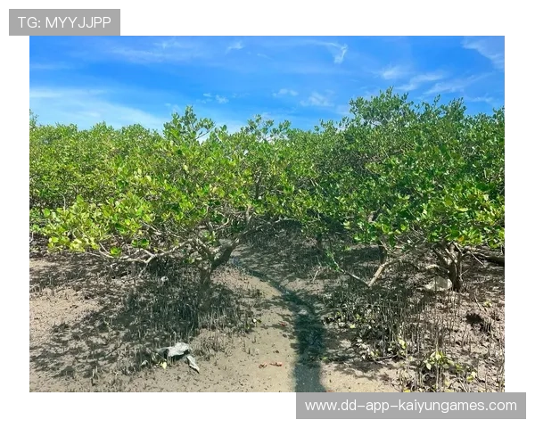 惠州赶海文化再现，台风后海鲜丰富，惠州赶海时间